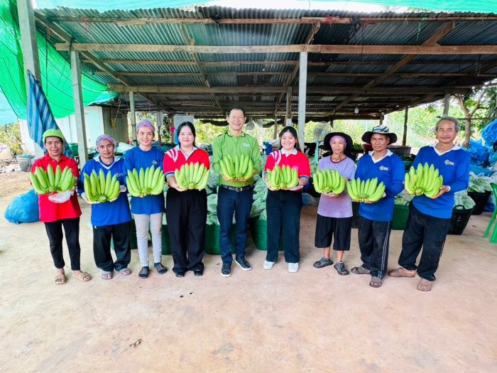 พูดถึงกล้วยหอมทอง ทำไมต้องที่ “โก โฮลเซลล์”  ผลผลิตสดใหม่จากเสิงสาง ใหญ่ เนื้อแน่น รสชาติดี มีมาตรฐาน GAP